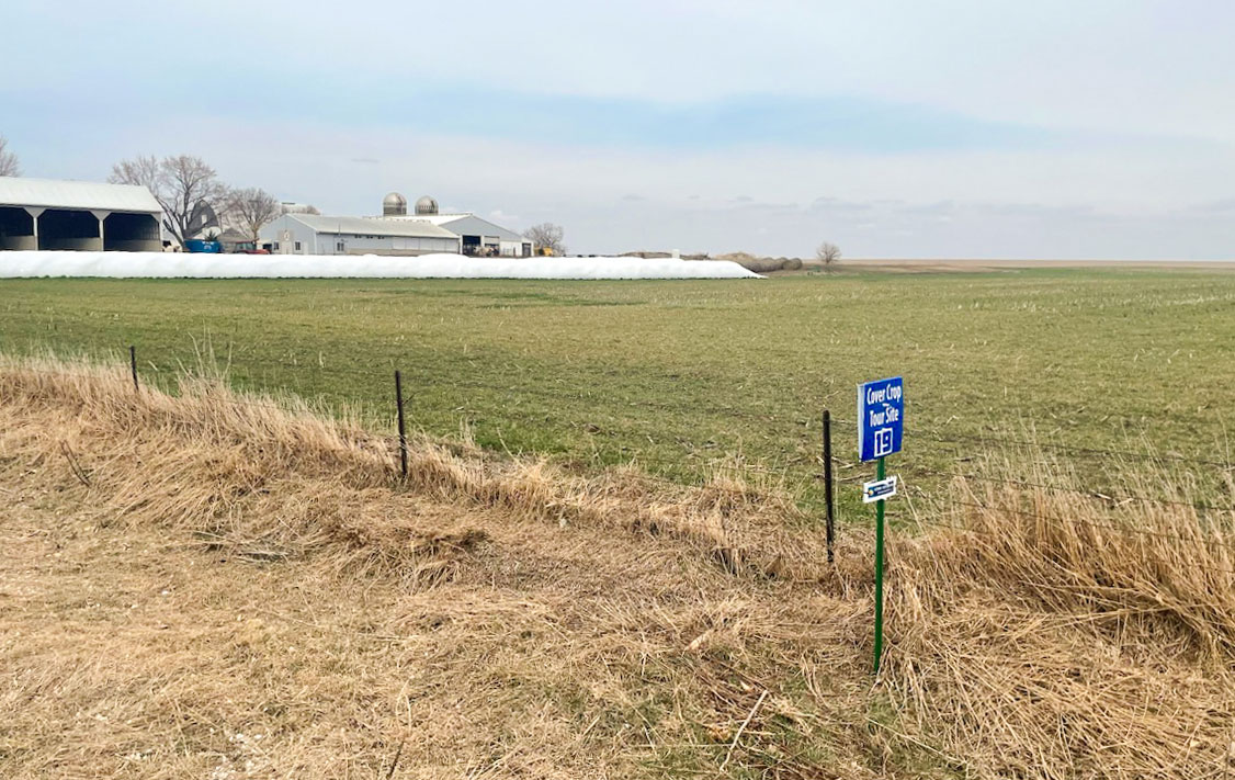 Cover crops growing in Iowan field