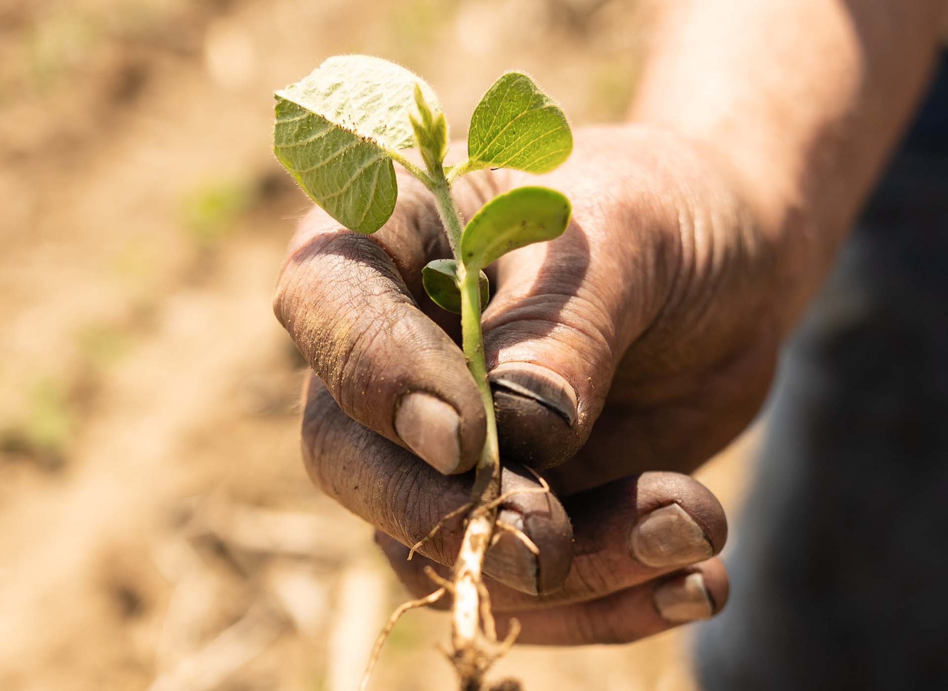 Roger Van Ersvelde holding soybean seedling