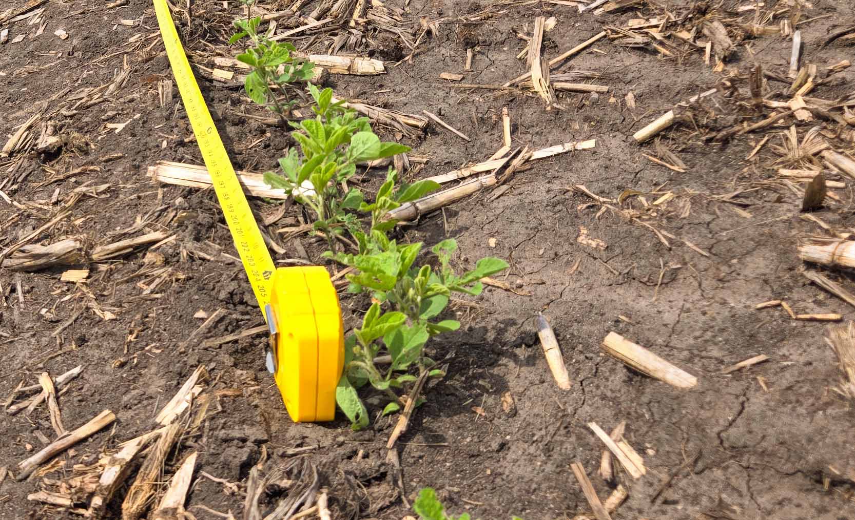 Tape measure in soybean field