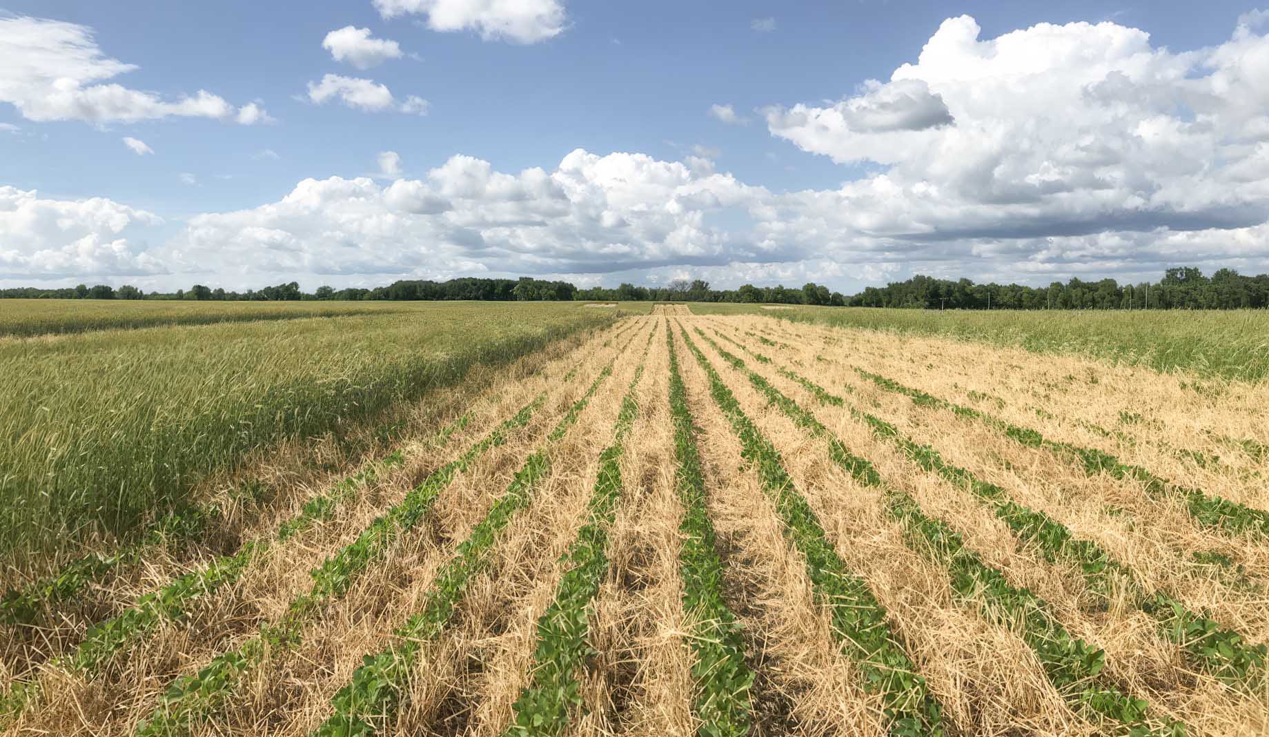 Soybeans and rye