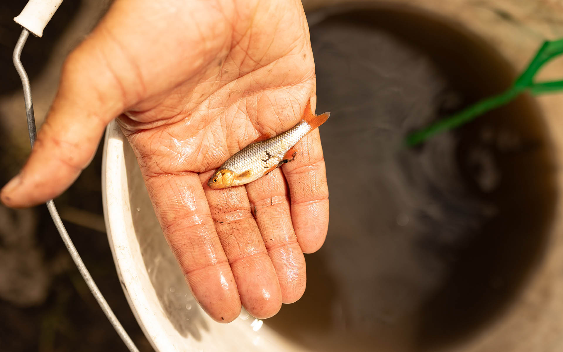 Topeka Shiner
