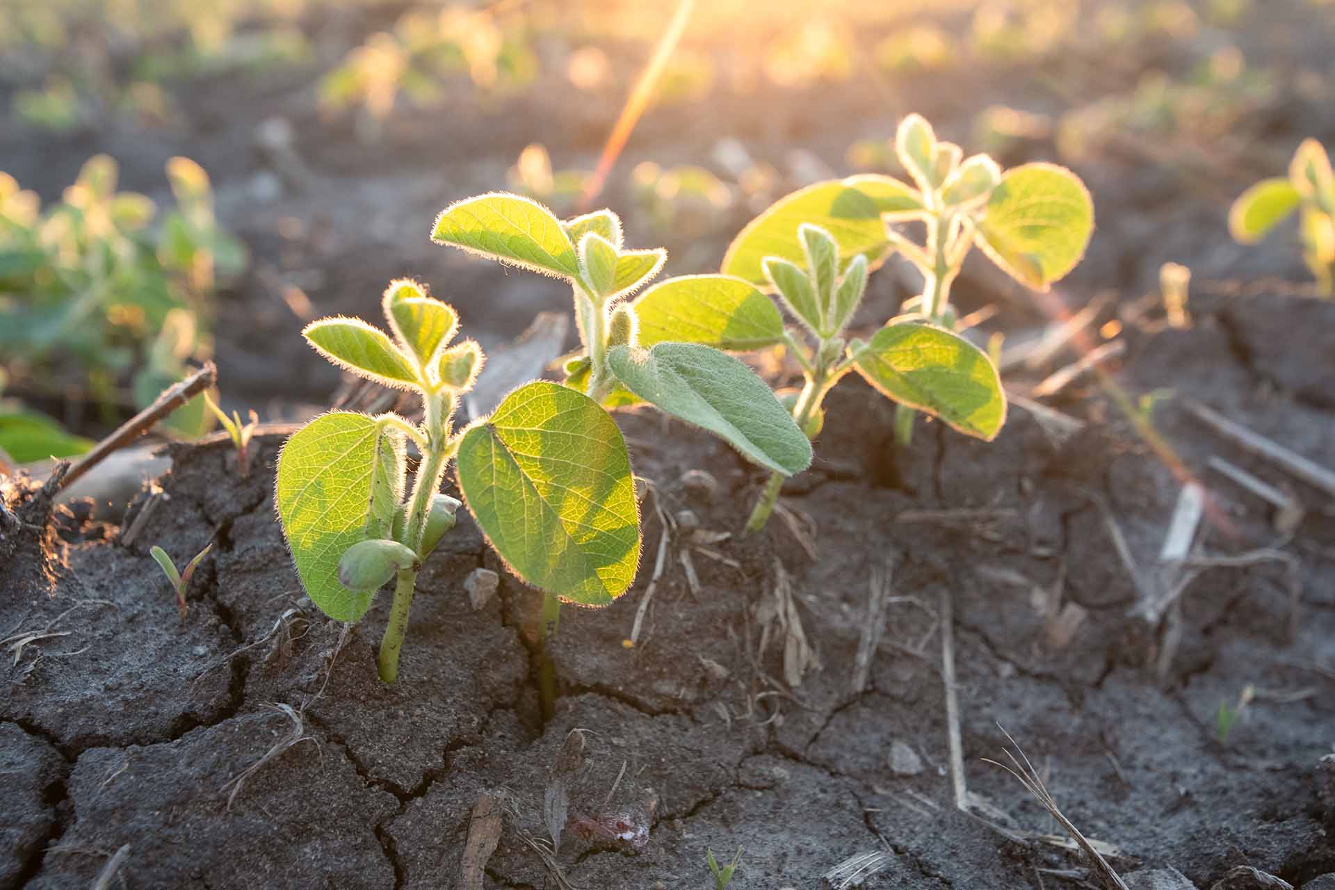 Soybean seedlings in the morning