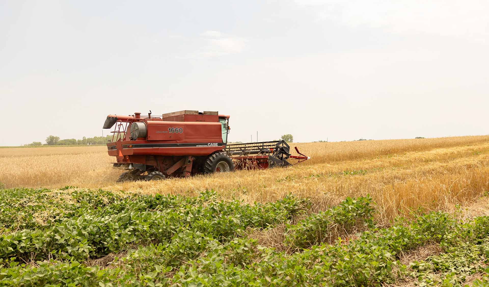 Combine harvesting rye