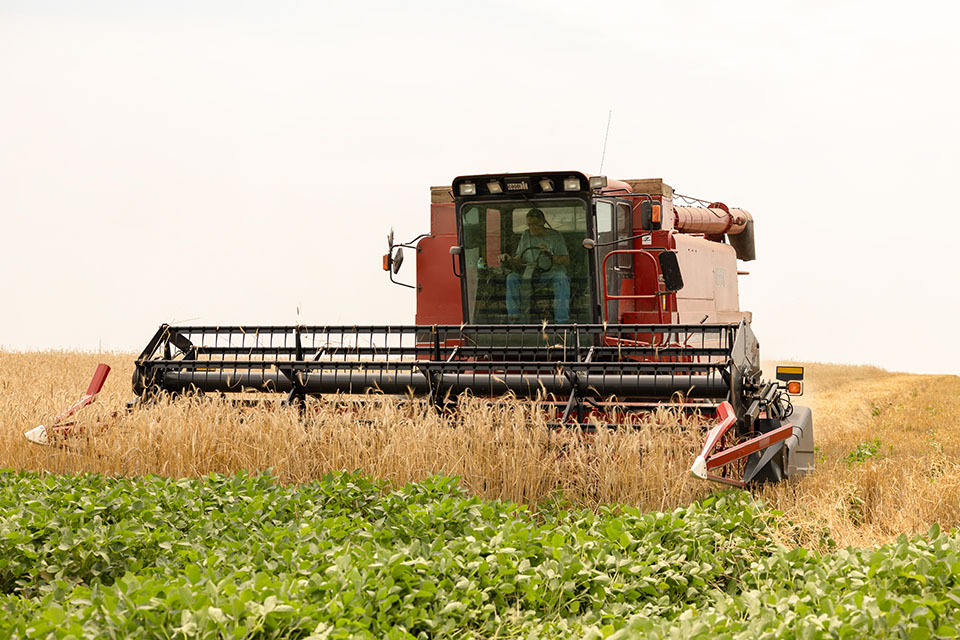 Combine harvesting rye