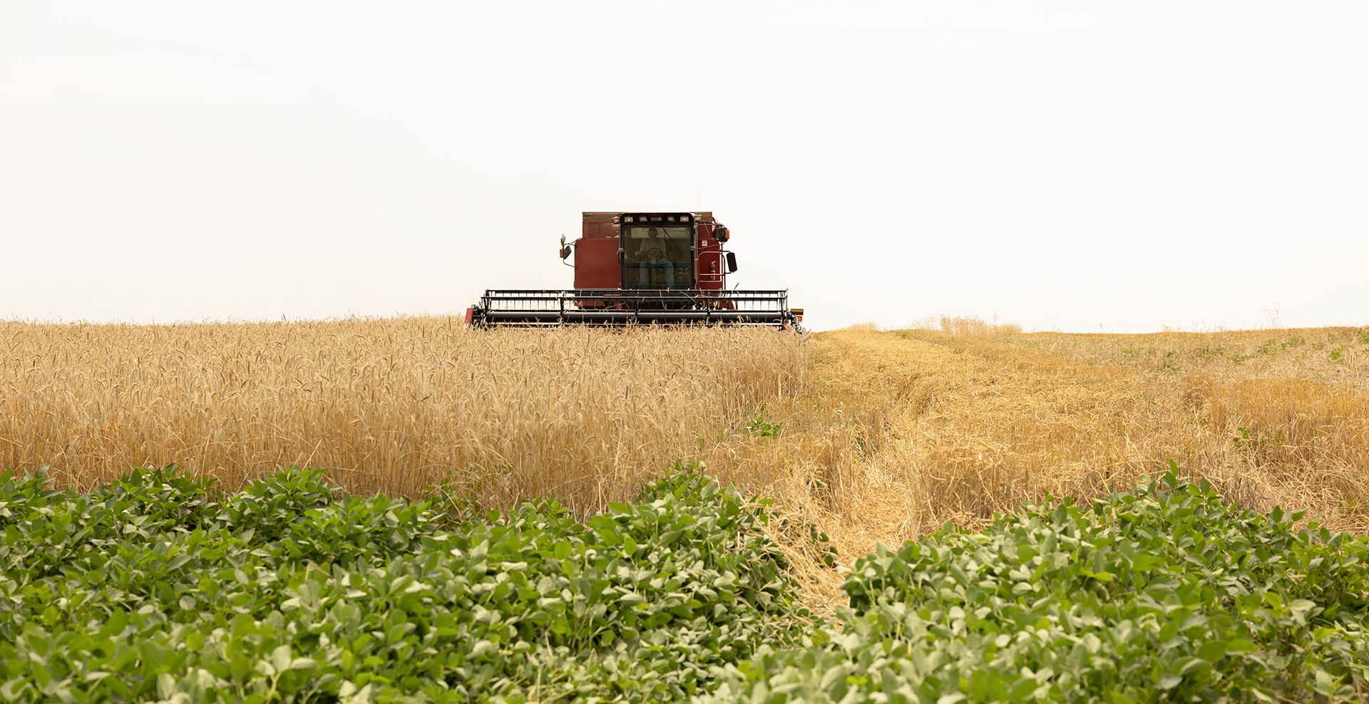 Combine Harvesting Rye Relay Cropping