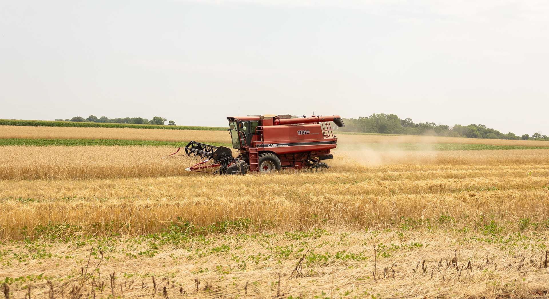 Harvesting Rye Combine in field with two crops