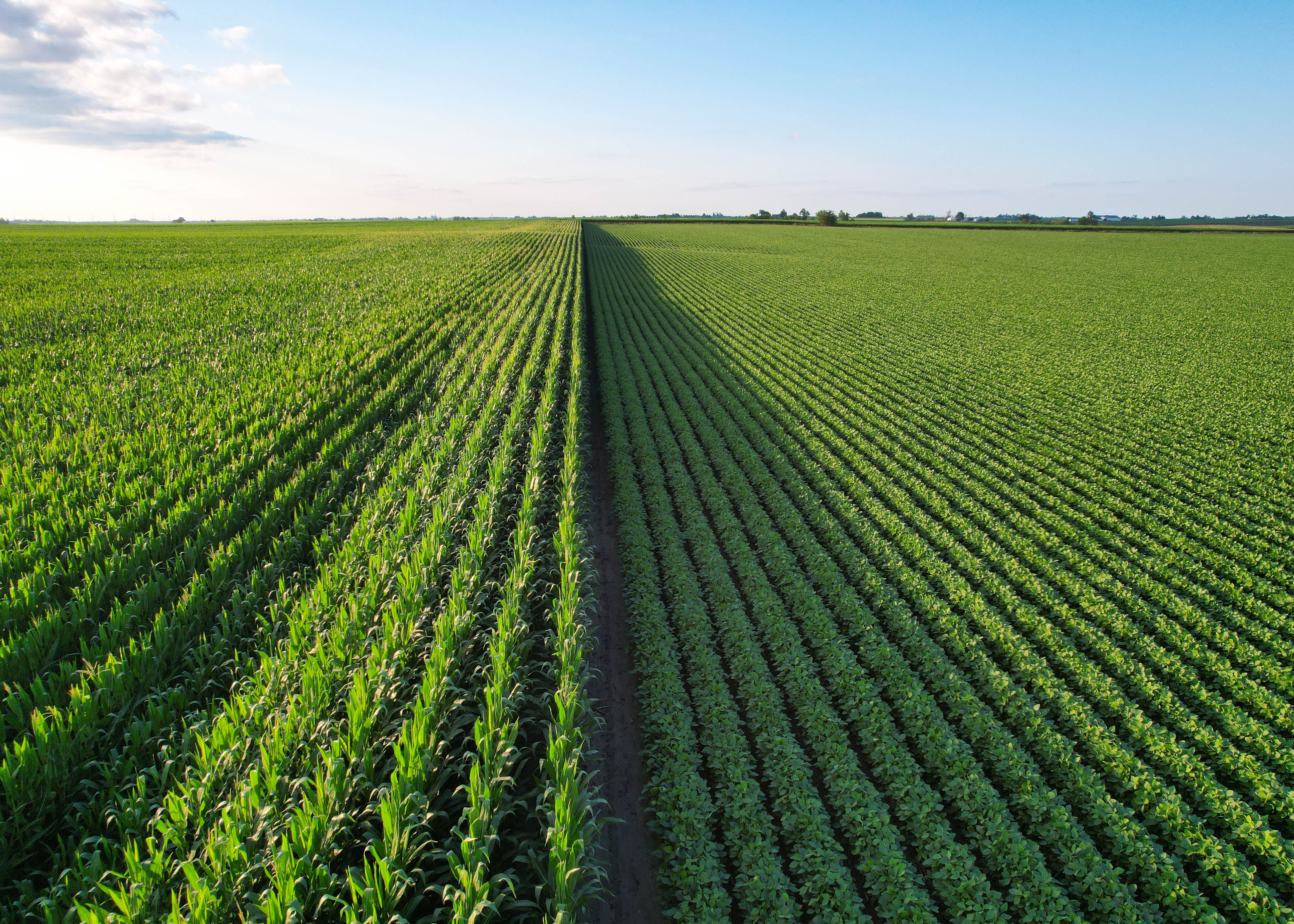Corn and soybean fields