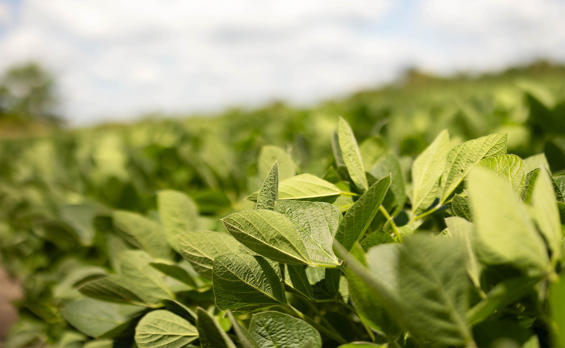 Soybean plants in Iowa field