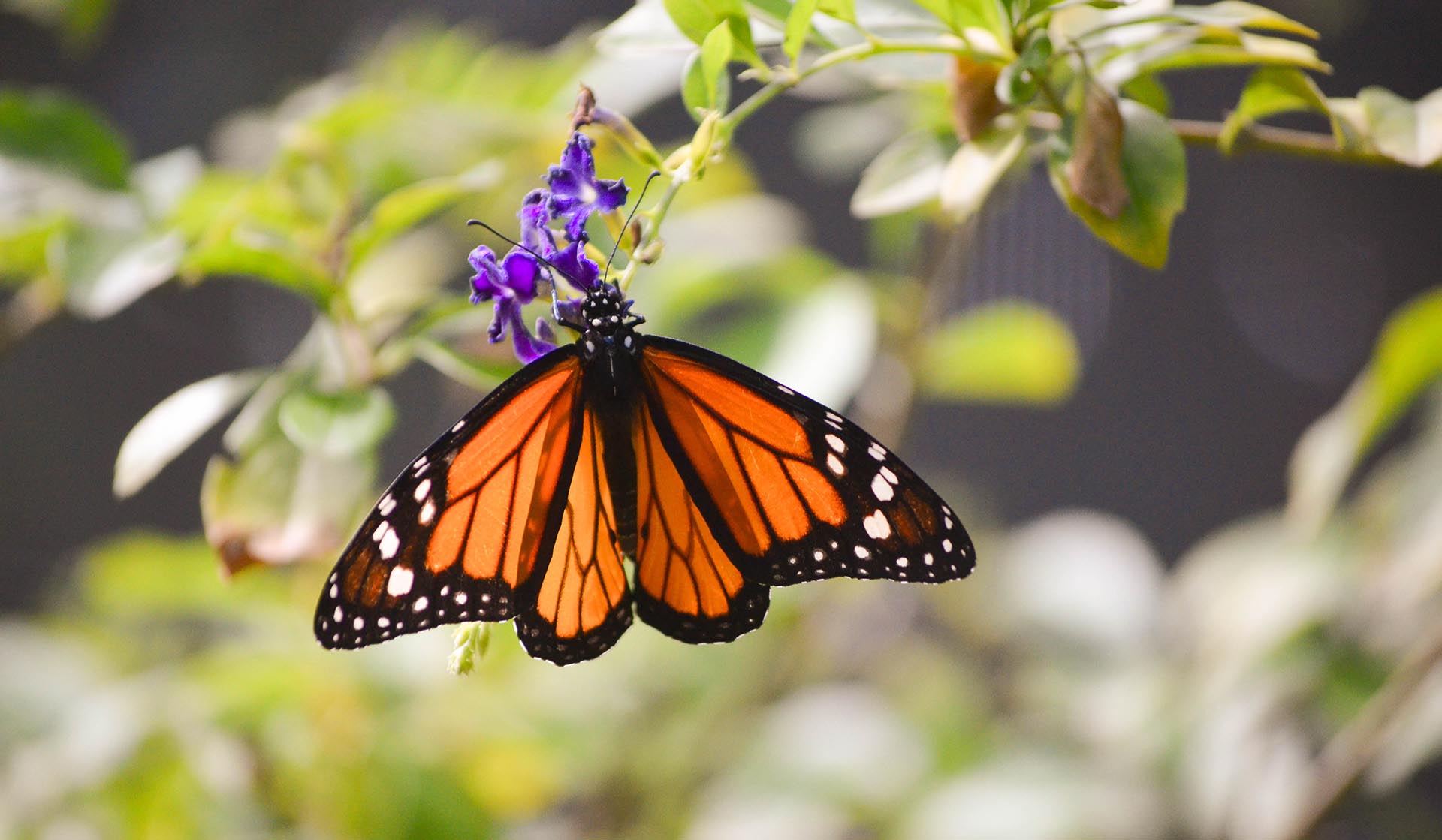 Monarch Butterfly