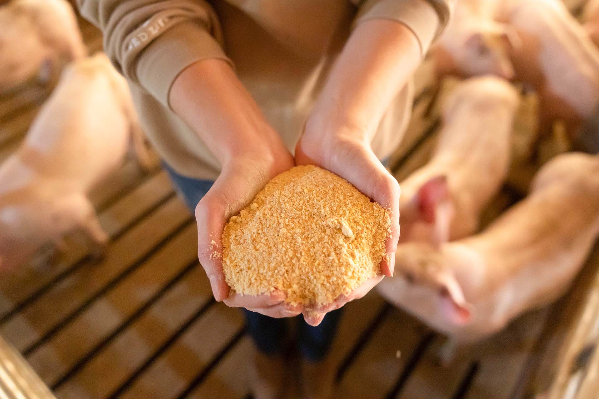 Complete Protein Package Hands holding livestock feed
