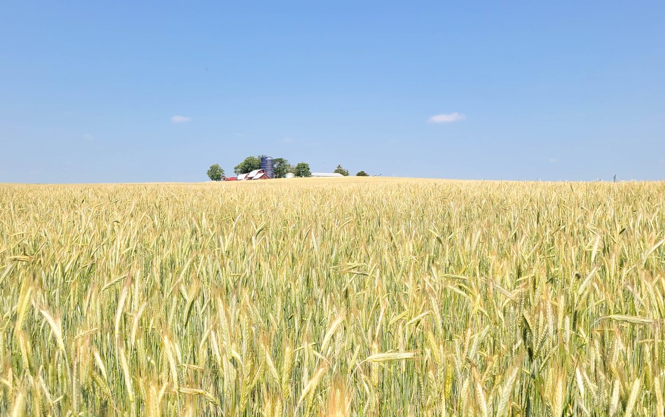 Cover cropped field in Iowa