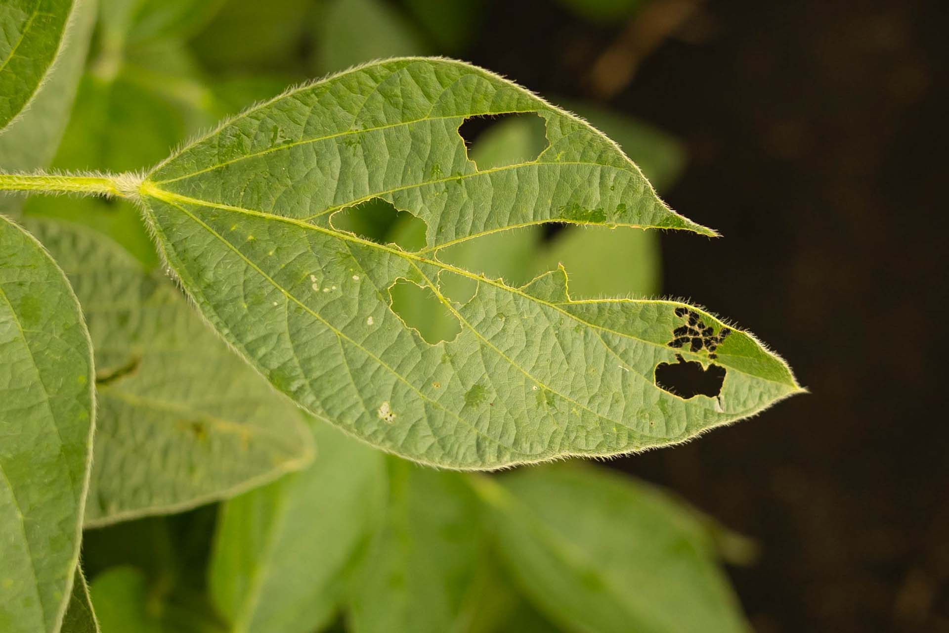 Partially eaten leaf