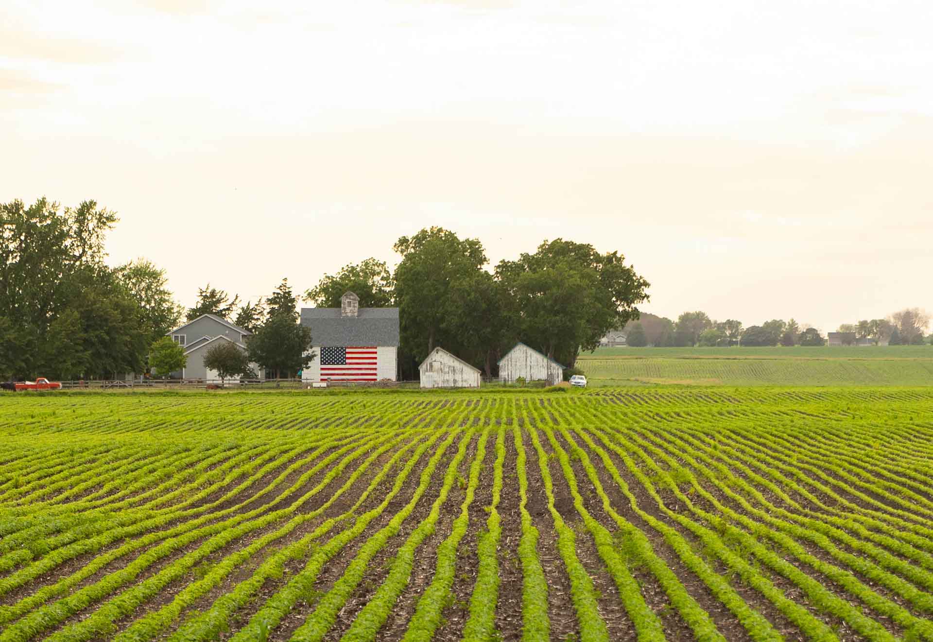 Soybean field in Iowa