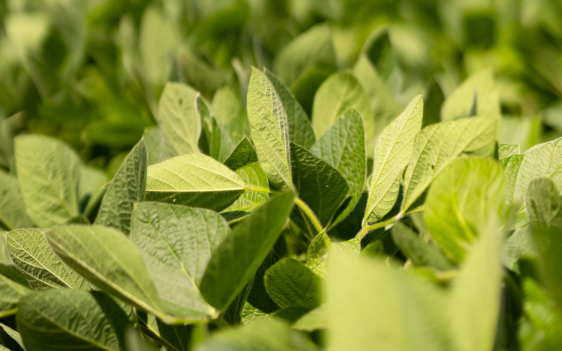 Soybean plant