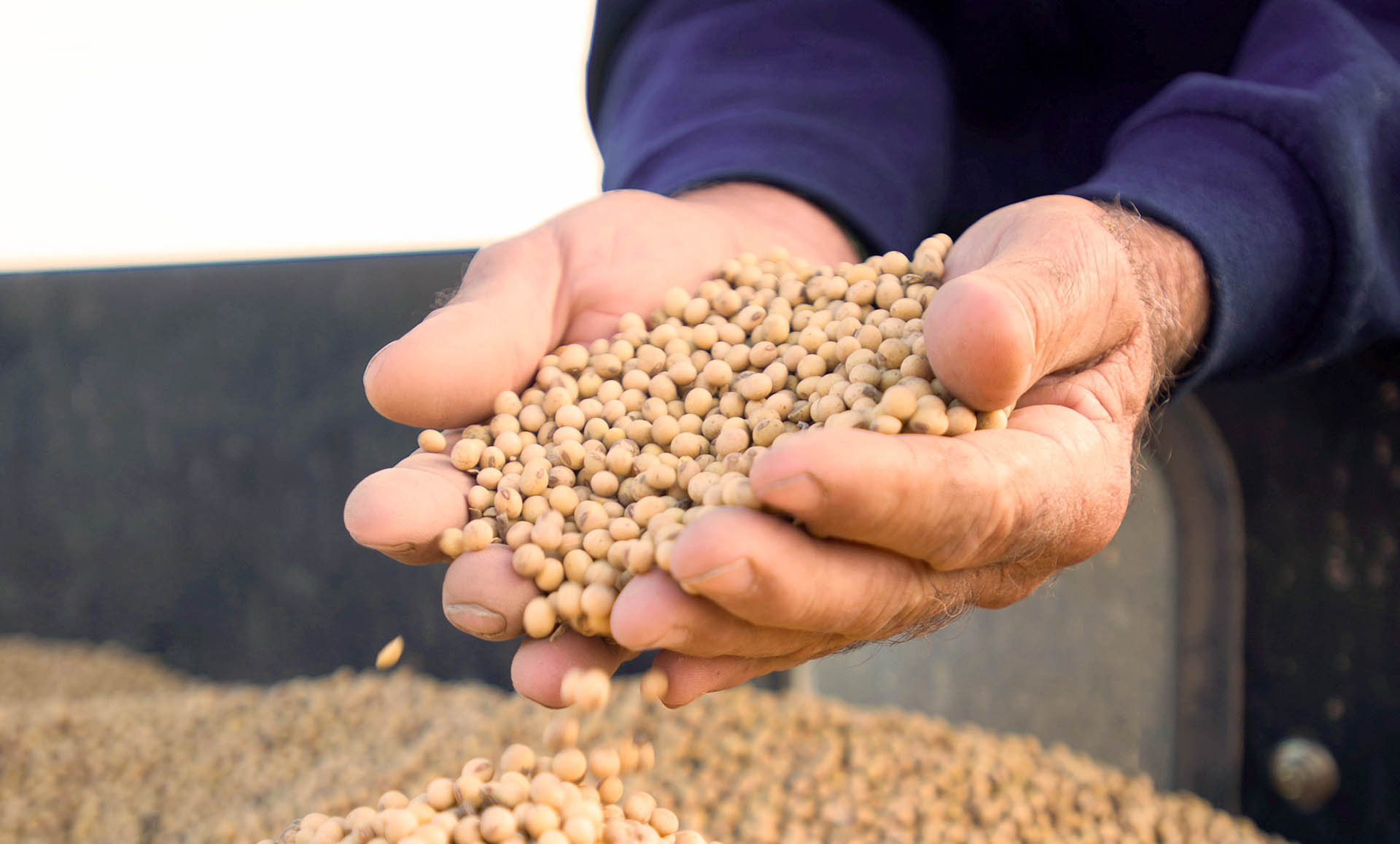 Soybeans in hand
