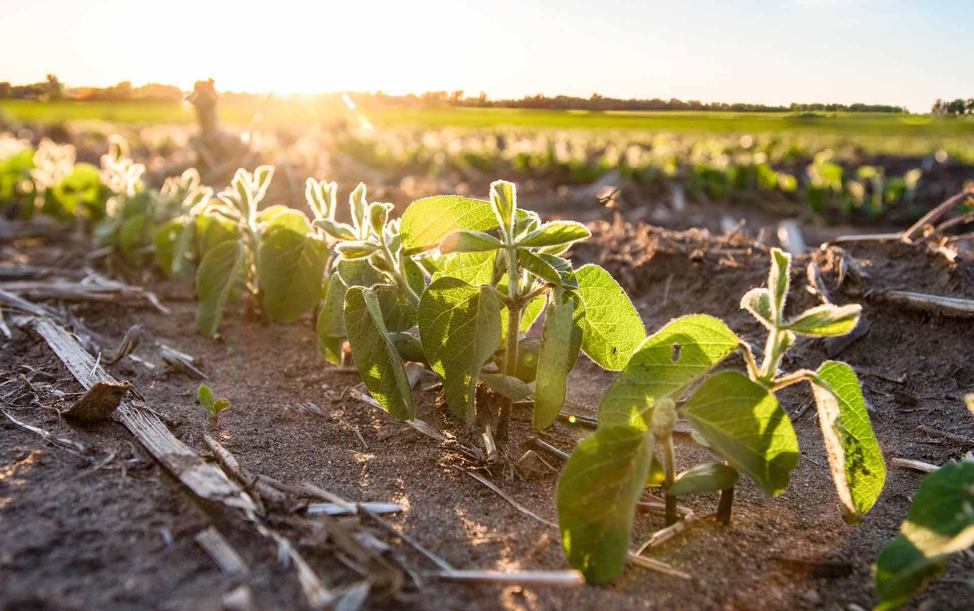 Soybean seedlings