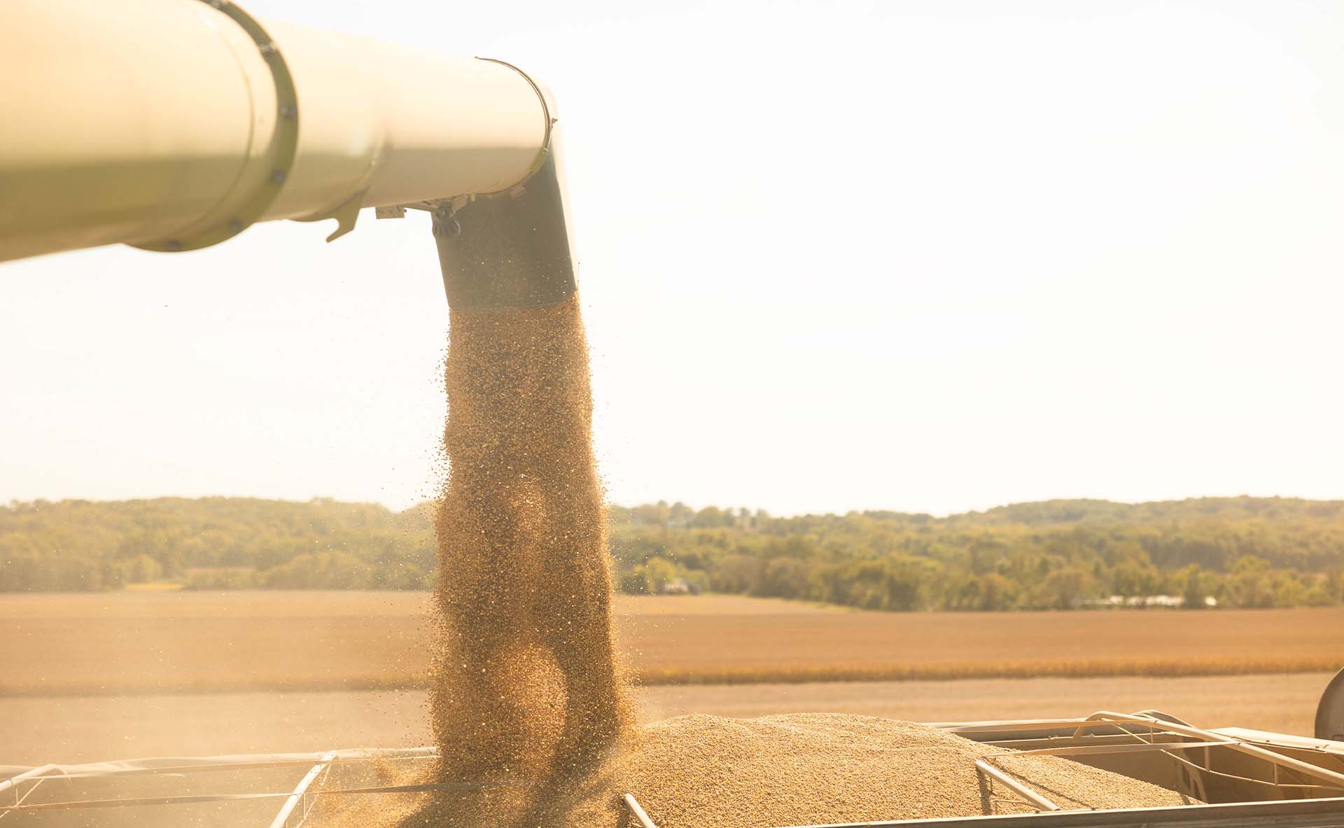 Beans going into a grain cart at harvest.