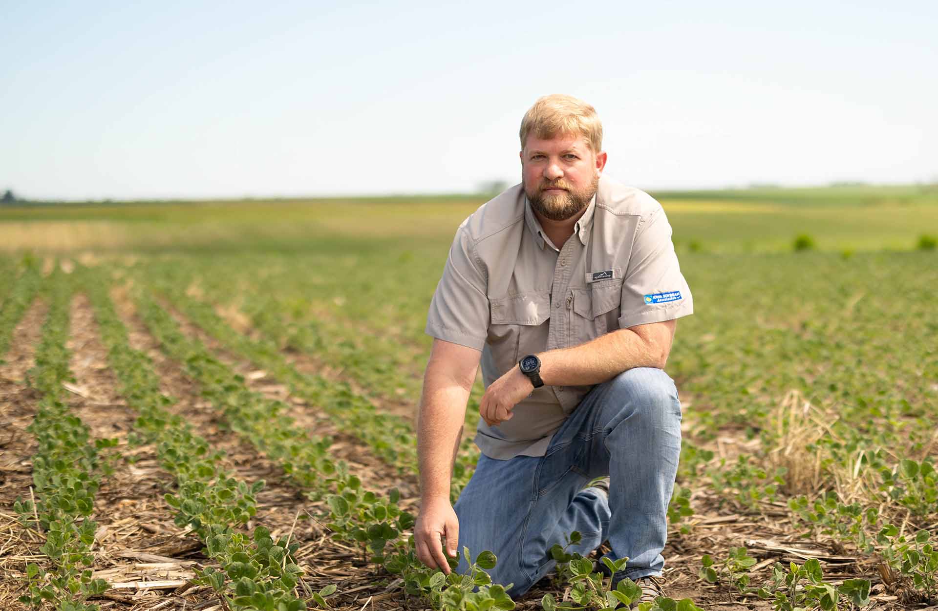 Soybeans growing 