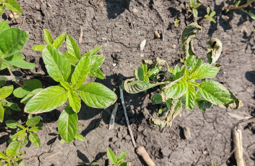 Two waterhemp plants in field, one damaged by herbicide
