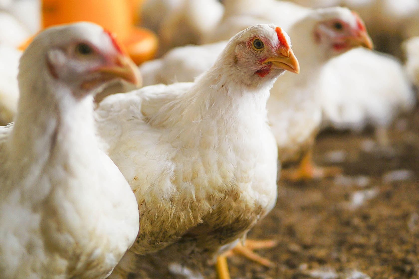 Close up photo of a white chicken