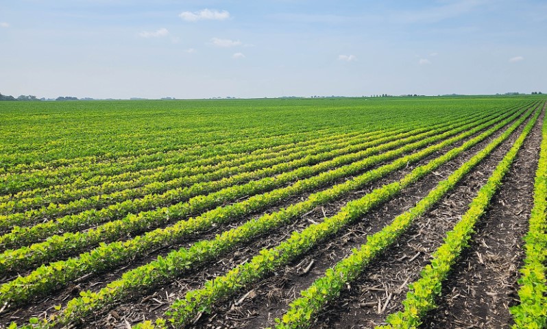 Rows of soybeans in Iowa around mid June