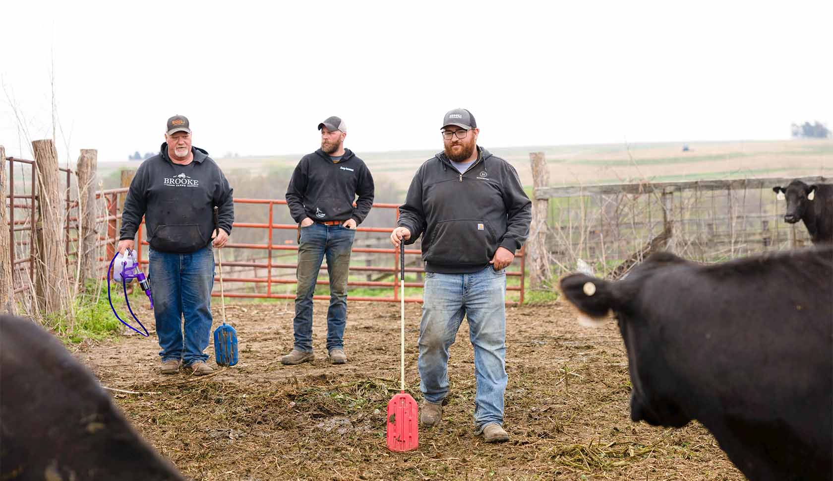 Logan Brooke Farmers out with cattle.