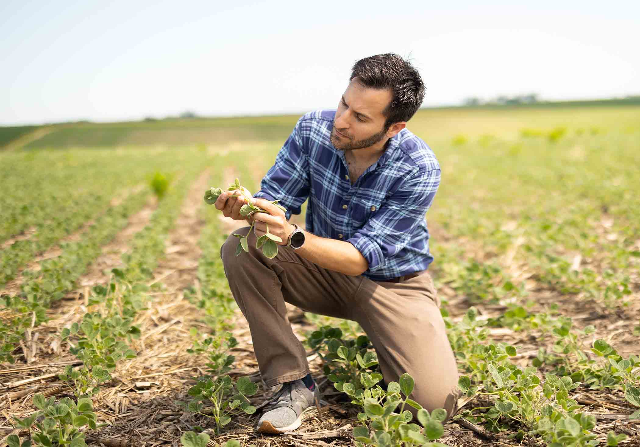Research agronomy lead kneeling in soybean field