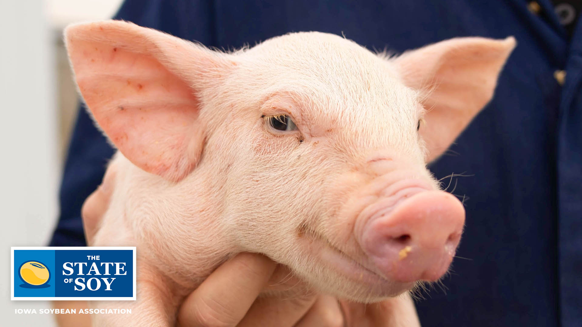 Close up of pig being held on a farm in Iowa