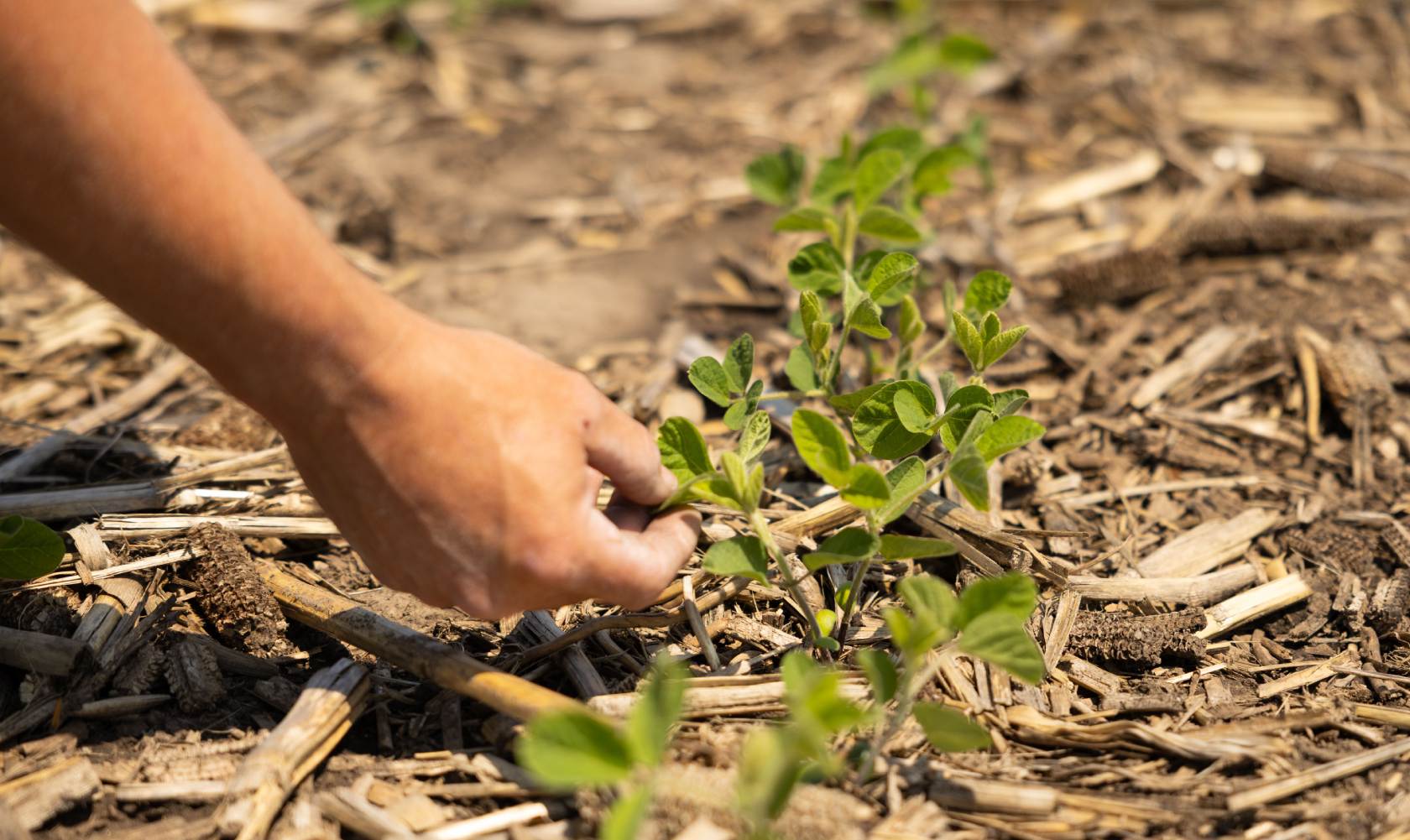 Hand Touching Soybeans In Field