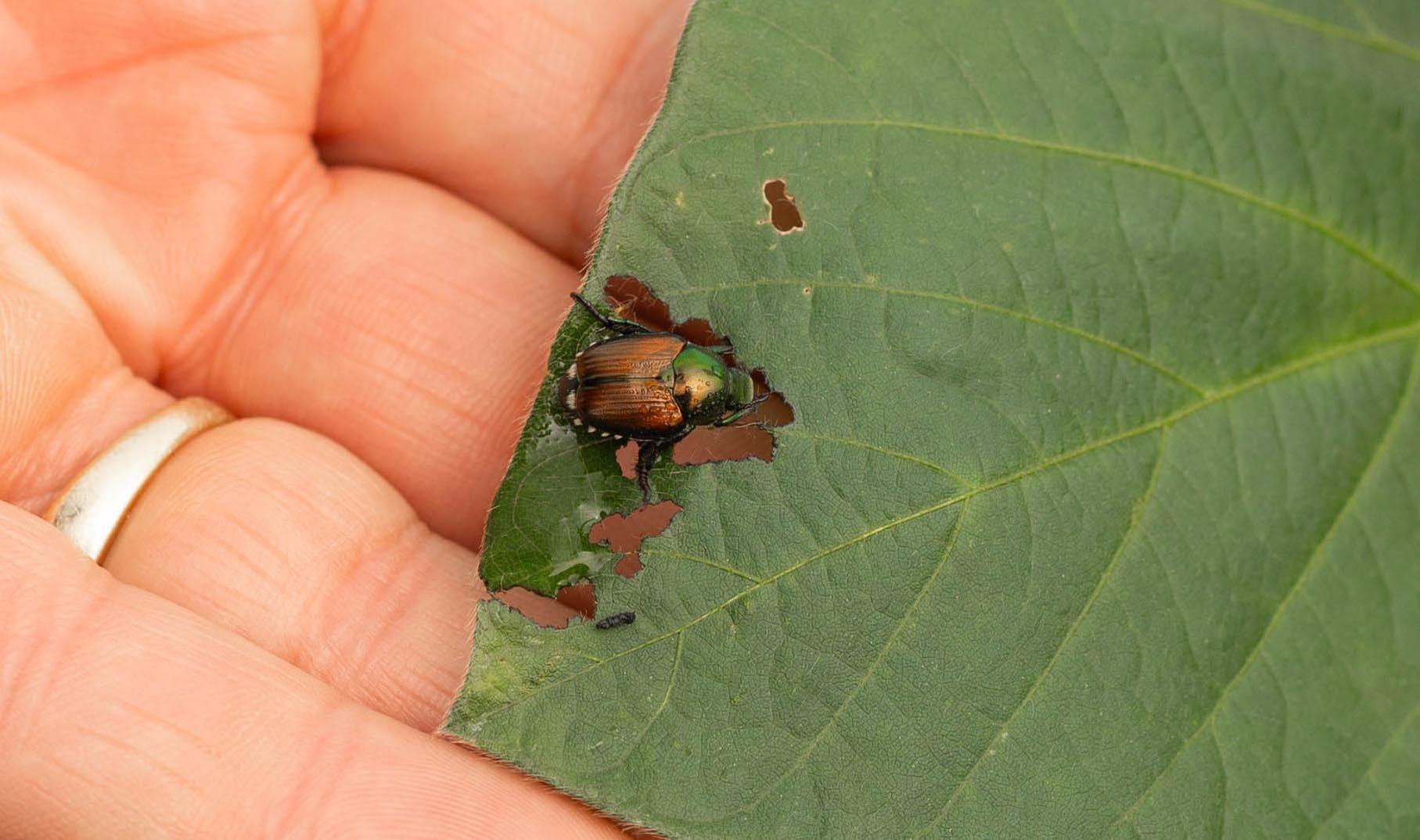 Bug eating a soybean leaf