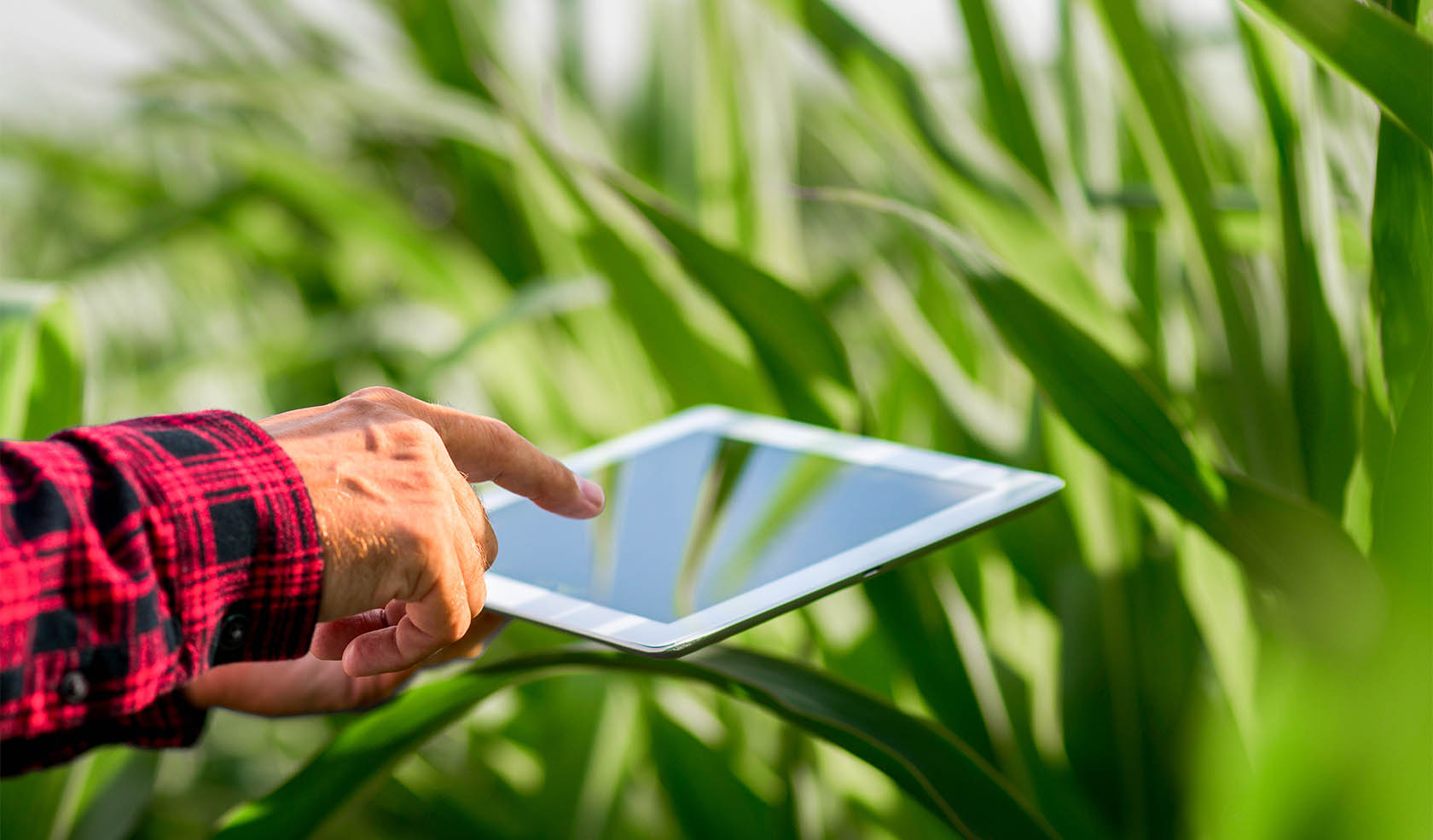 Man holding iPad next to corn