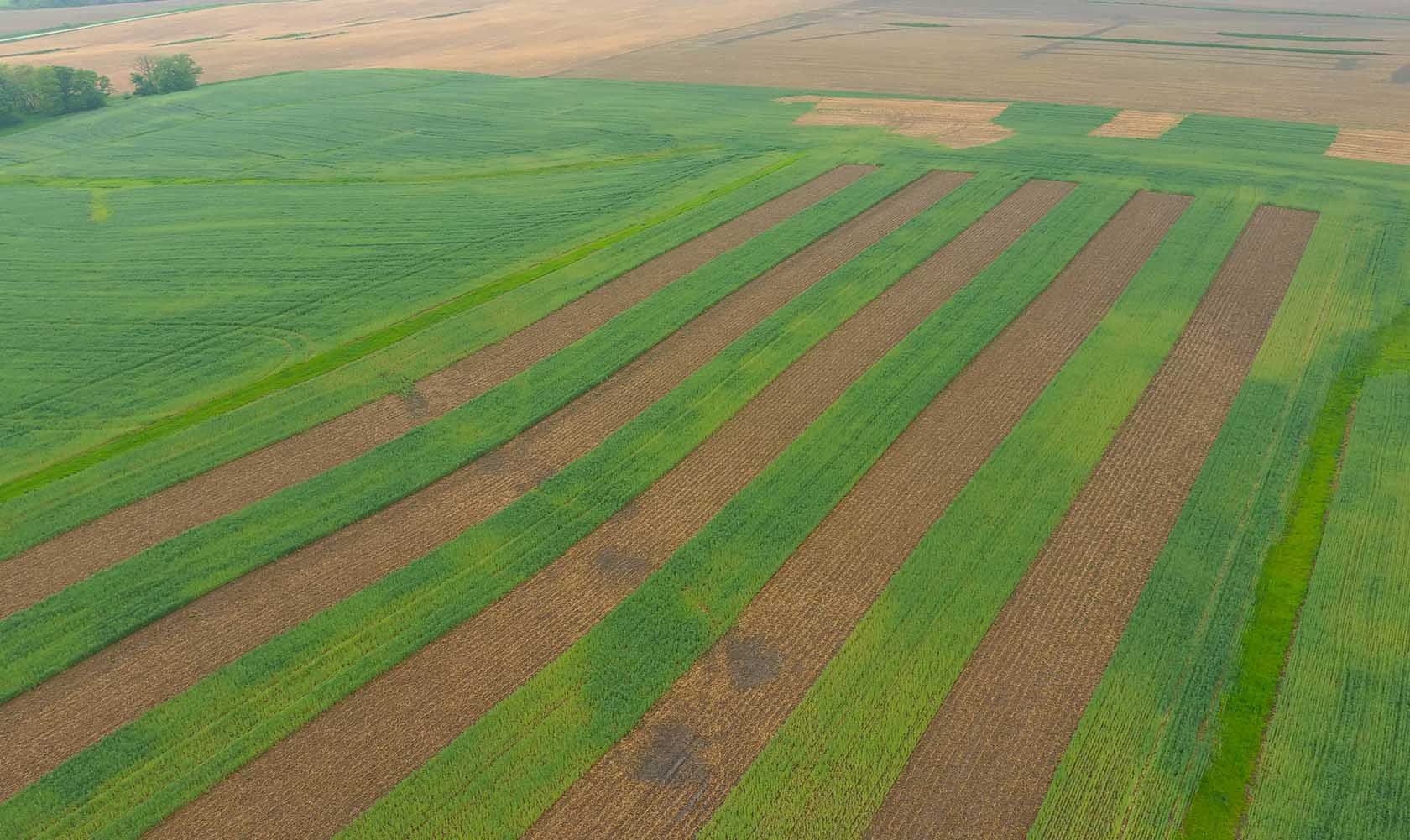 Replicated strip trial in Iowa field