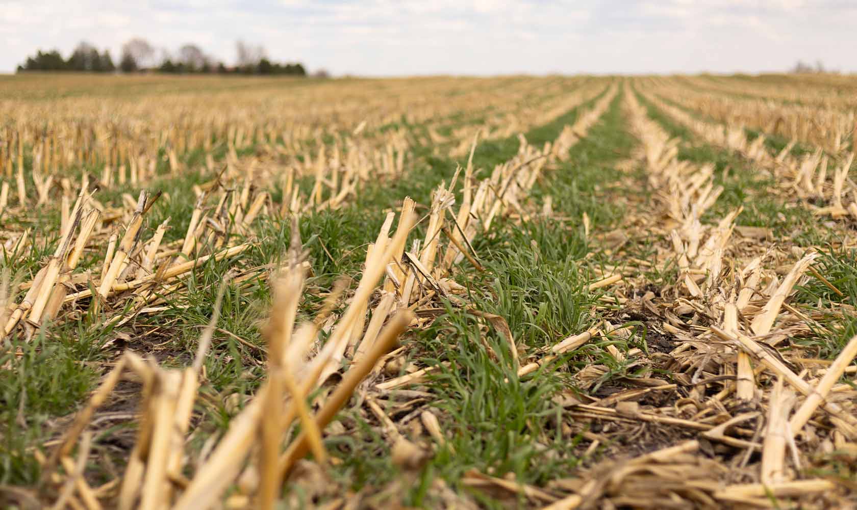 Cover Crops Plants growing amongst corn stubble