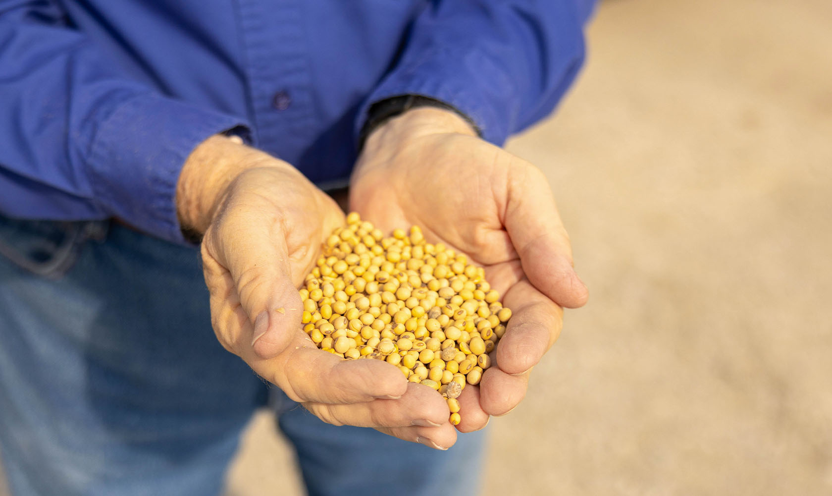 Hands holding soybeans
