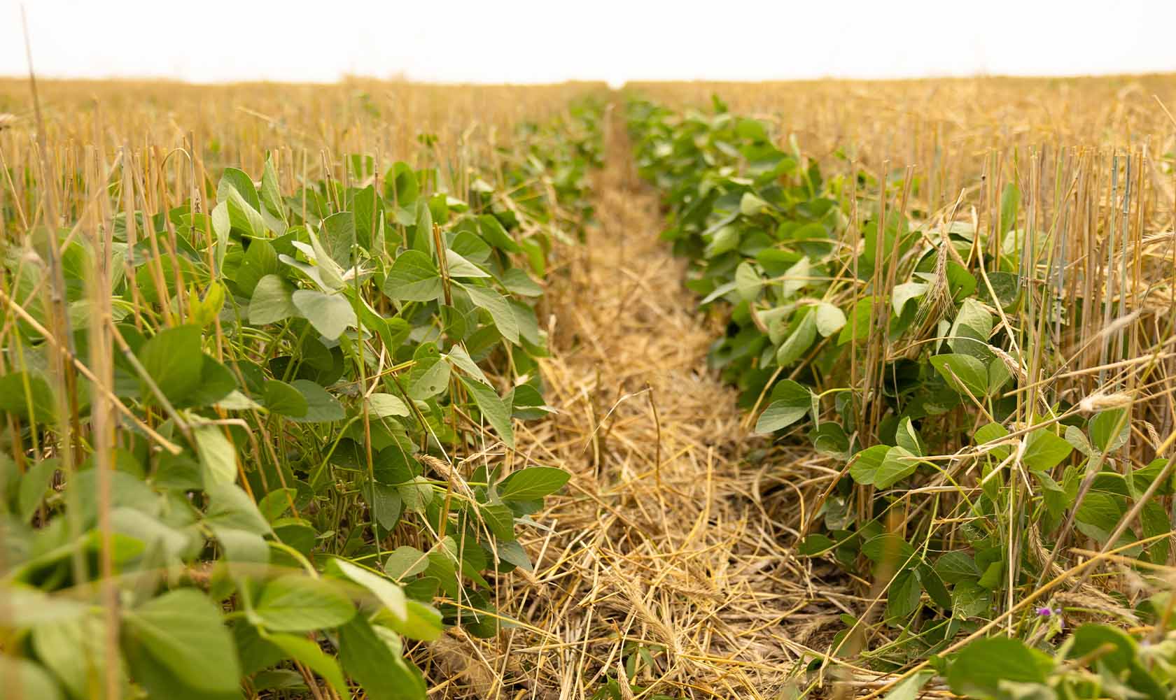 Rye Harvest Field with both soybeans and rye