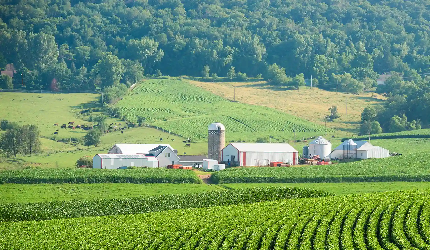 Buildings on a farm next to corn and soybean fields