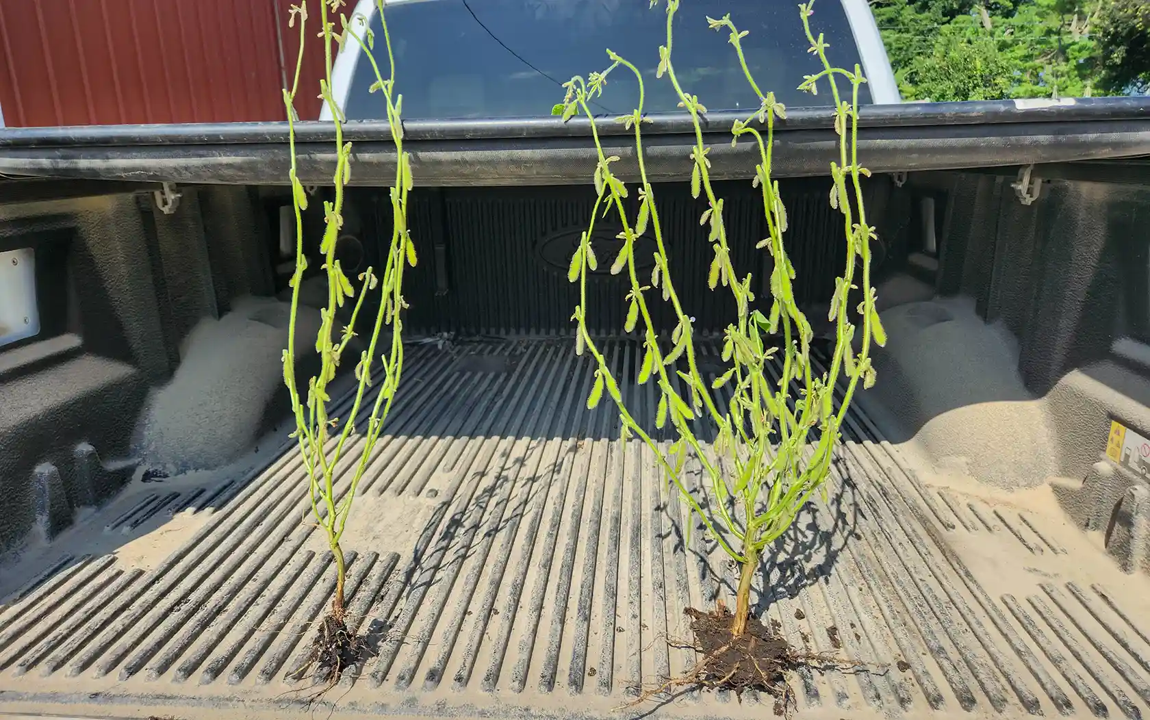 Soybeans with pods