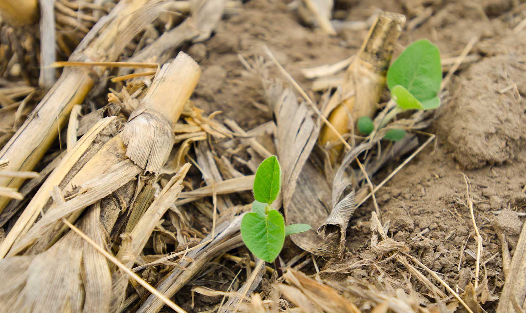 Soybean emerges from a no-till field.