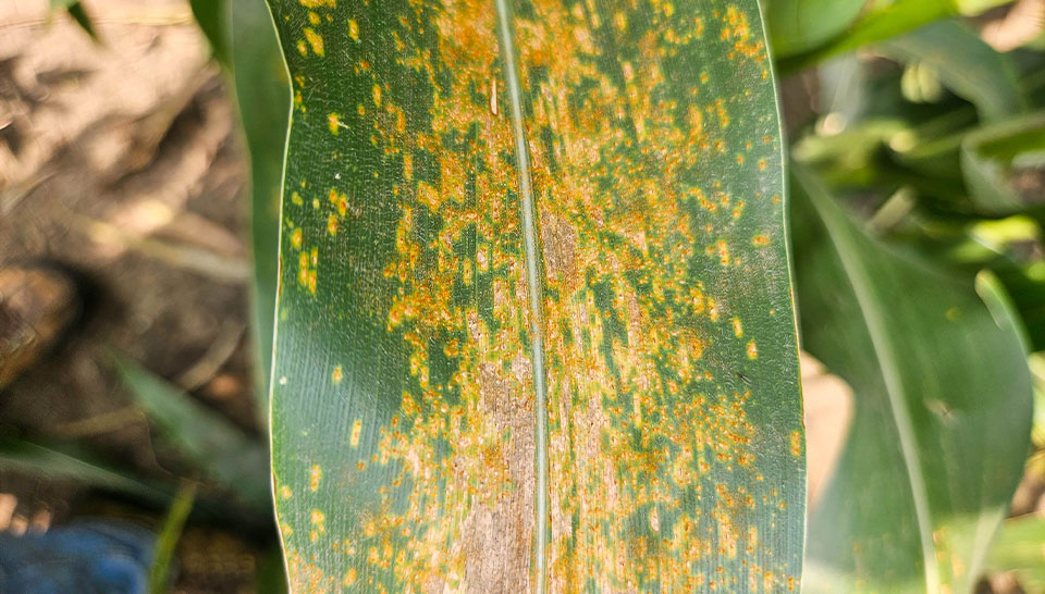 Southern Corn Rust Corn with fungal disease
