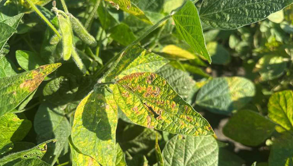 Sudden Death Syndrome Soybean plant dying