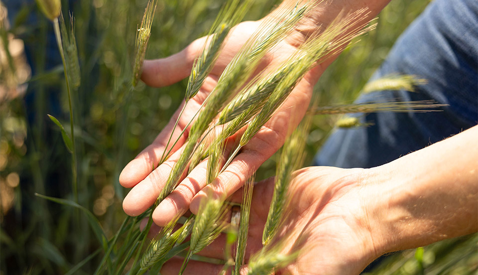 Hands holding grasses