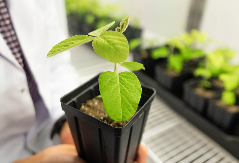 Small soybean plant in research lab
