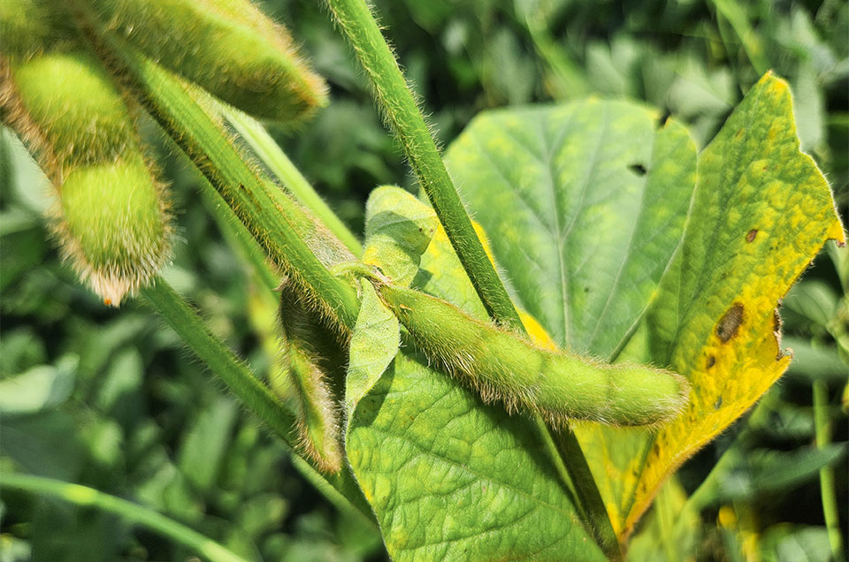Close-up photo of a soybean plant