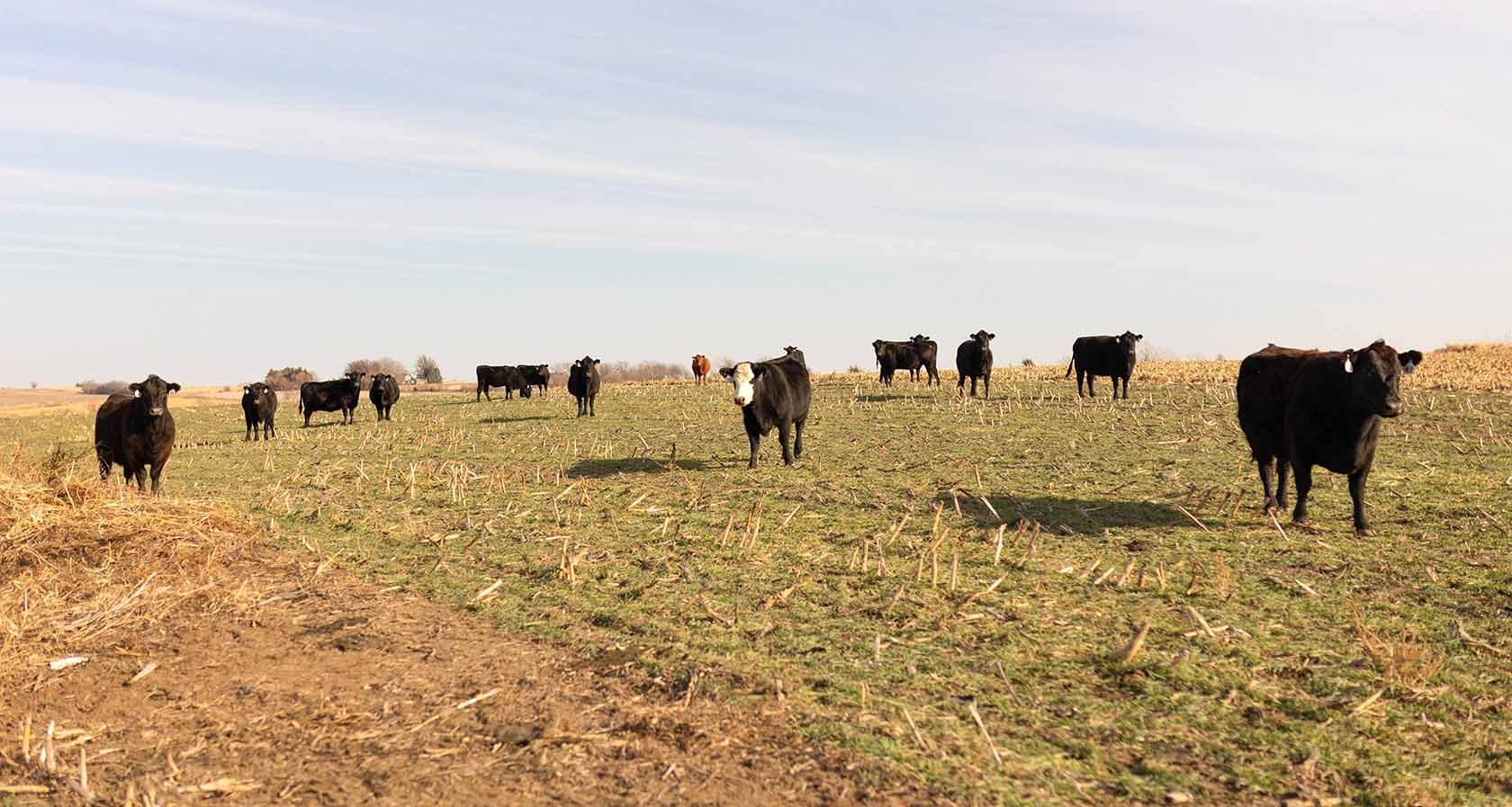 Cows in field eating cover crops