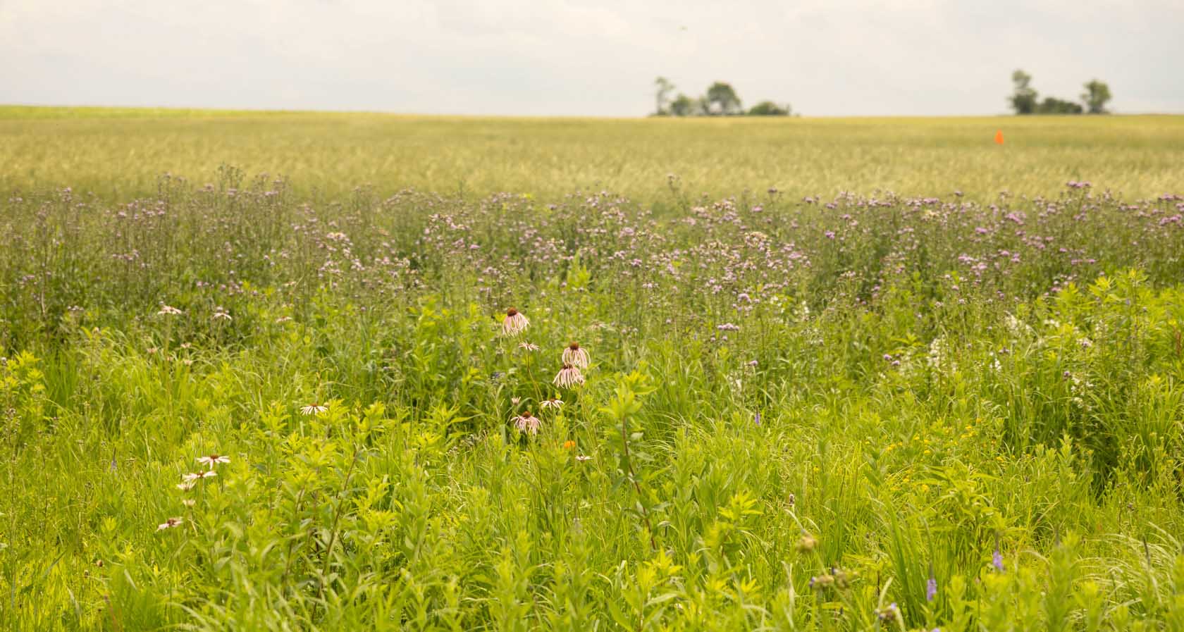 Wild flowers and grasses growing in field