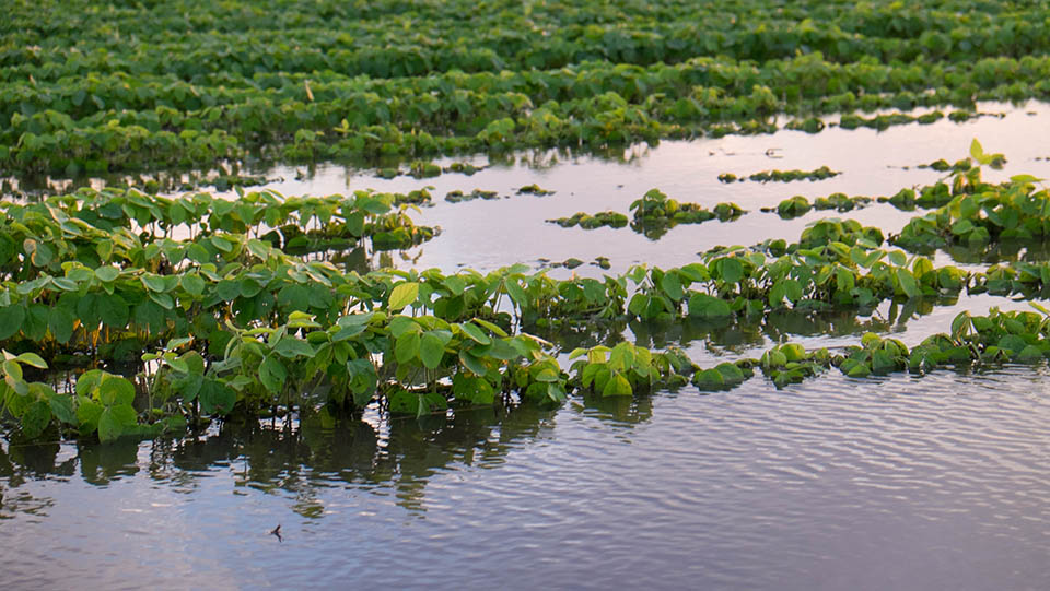 Soybeans in standing water