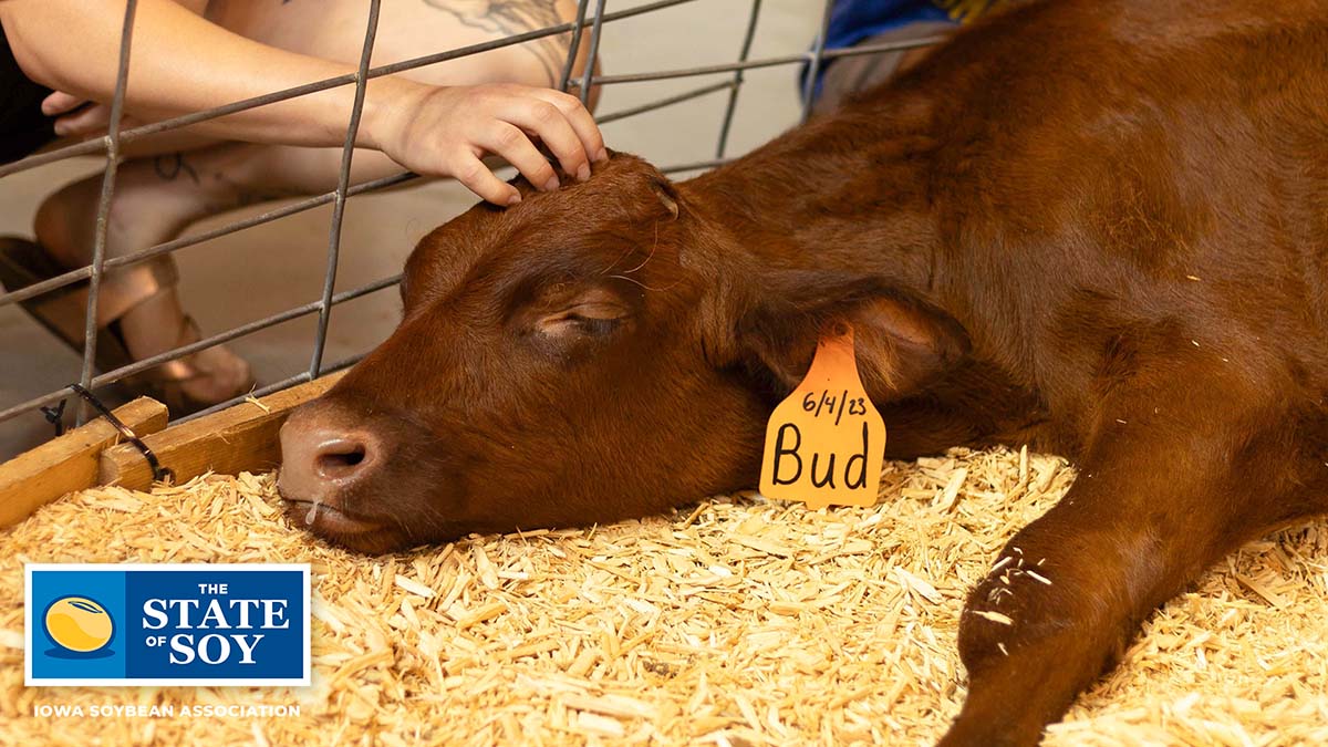 Cow on fresh bedding