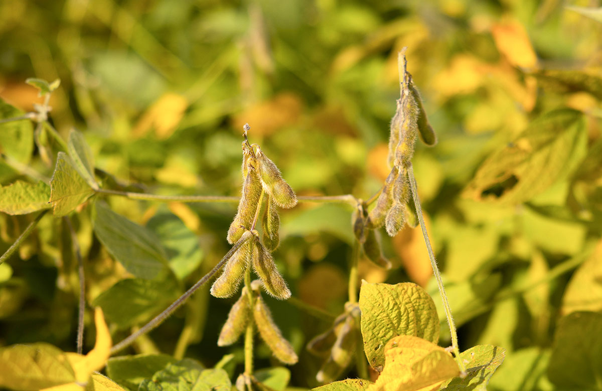 Soybean plants yellowing in September