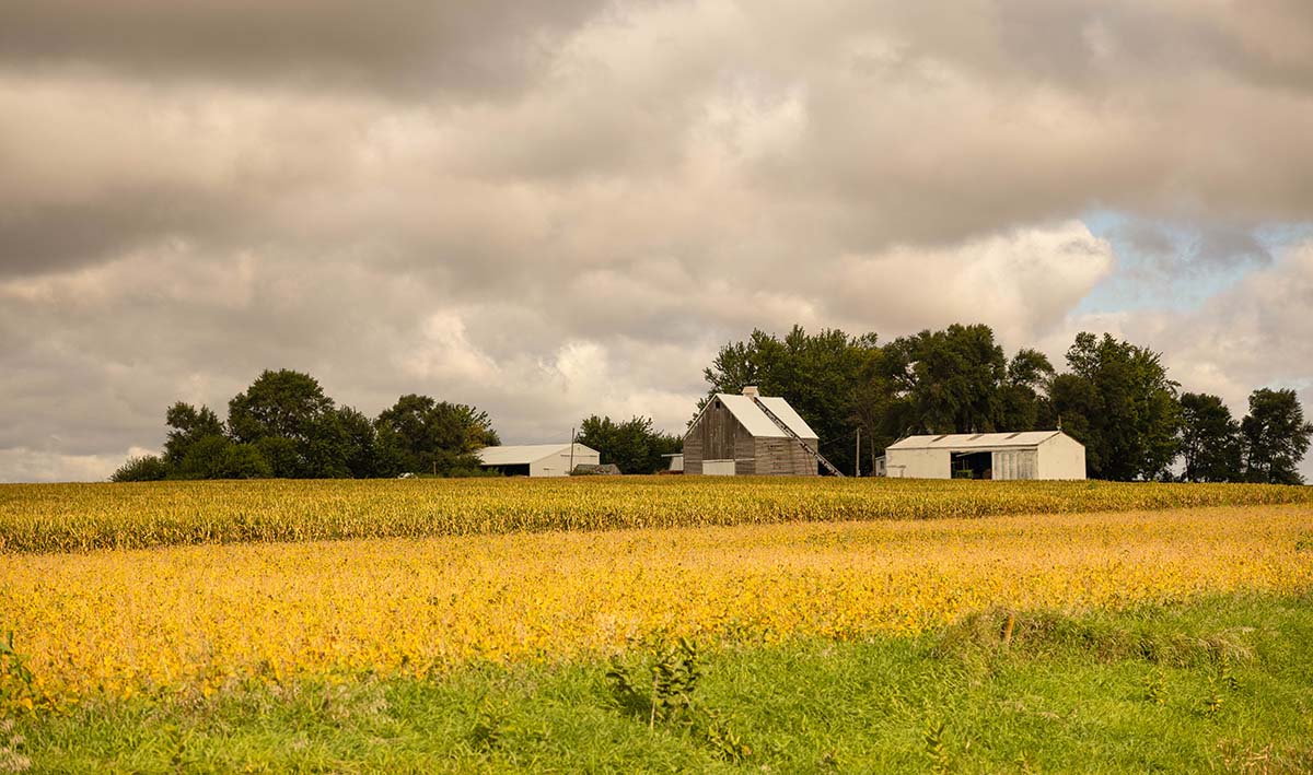 Soybeans maturing in the field nearing harvest