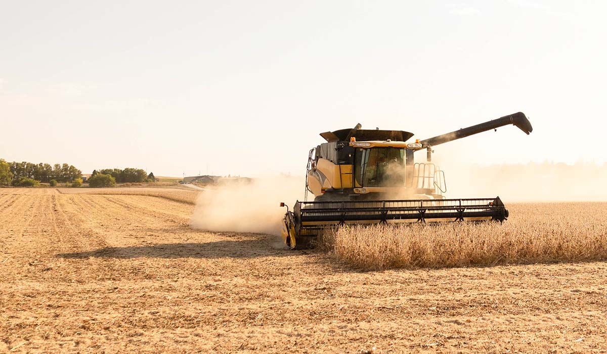Yellow combine in soybean field